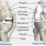 Anatomy of a Knee